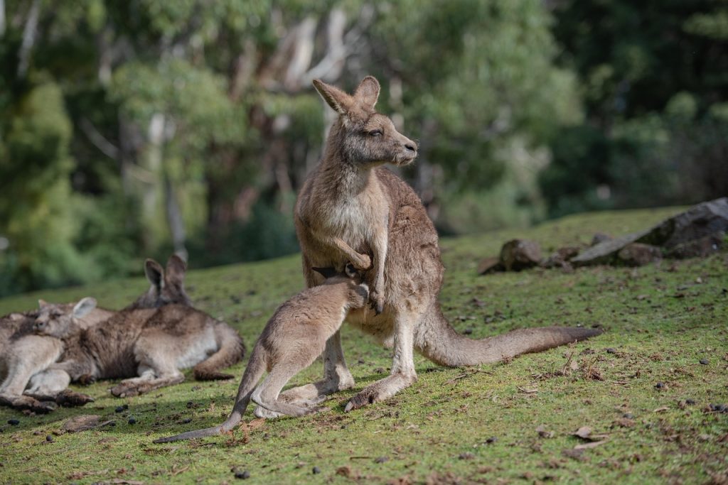 kangaroo, nature, joey, marsupial, eastern grey kangaroo, macropus giganteus, animal, mammal, herbivore, pouch, fauna, wildlife, australian